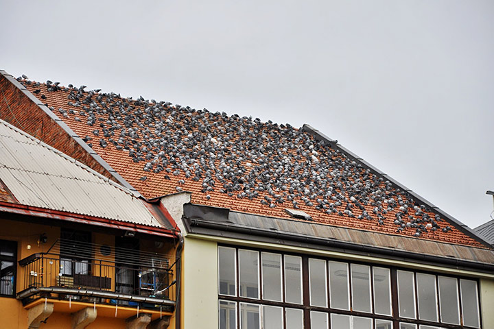 A2B Pest Control are able to install spikes to deter birds from roofs in Ossett.