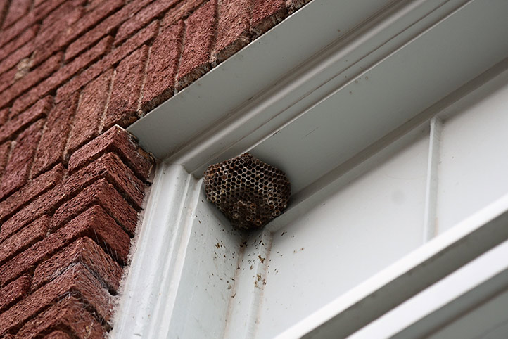 We provide a wasp nest removal service for domestic and commercial properties in Ossett.